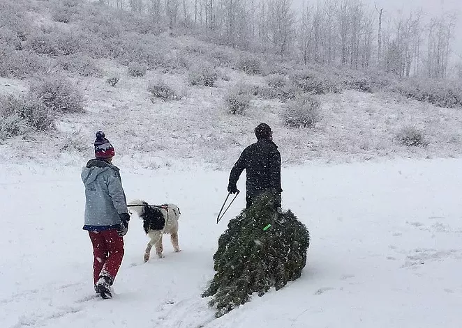 Dragging the tree out of the forest: just one part of this holiday tradition. - WIKIMEDIA COMMONS