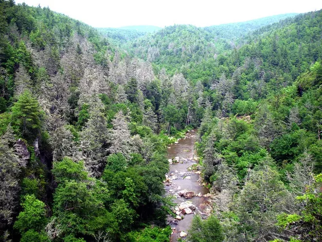 Trees known as gray ghosts are a common sight in the southern Appalachians. A hemlock woolly adegid infestation has killed many hemlock trees in the Linville Gorge area of Pisgah National Forest in North Carolina. - FLICKR/U.S. FOREST SERVICE STEVE NORMAN.