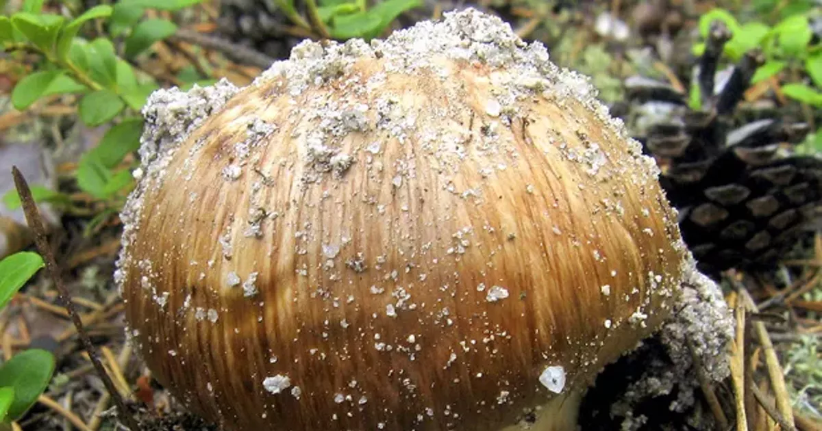 It's Matsutake Season! The Source Weekly Bend, Oregon