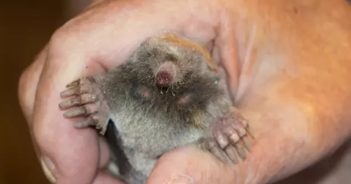 Blindsided By A Mole Natural World Bend The Source Weekly Bend Oregon