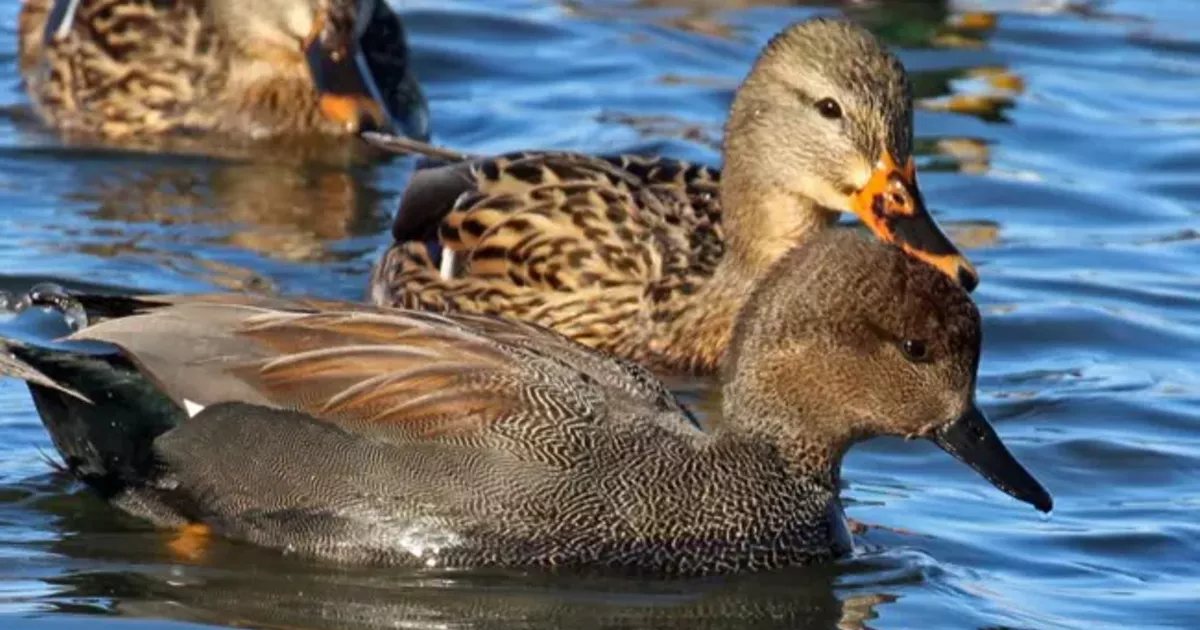 Bird Walks at the Crooked River Wetlands The Source Weekly Bend, Oregon