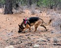 The Nose Knows: Working K-9s of Central Oregon