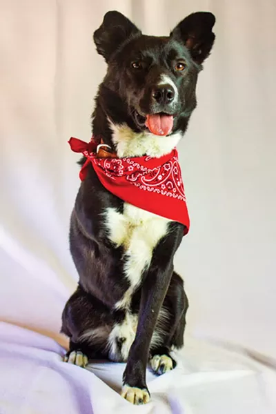 Skip, the adopted South Korean tripod. - DARRIS HURST