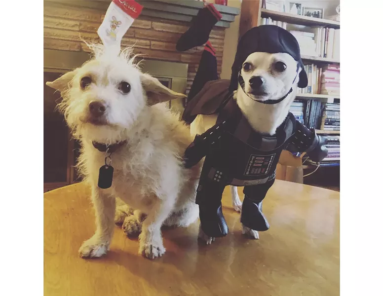 Yoda (as Yoda) and Pig (as Darth Vader). - NICOLE VULCAN