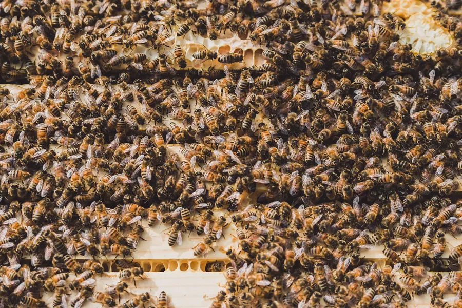 An entire hive can be completely wiped out by between 20 and 30 Asian giant hornets in a matter of hours. - AMANDA LONG