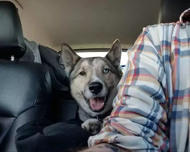 Daidone's dog, Odin, cheeses for the camera before the two took off to New Jersey - having no idea what was in store in the months ahead. - MICHAEL DAIDONE