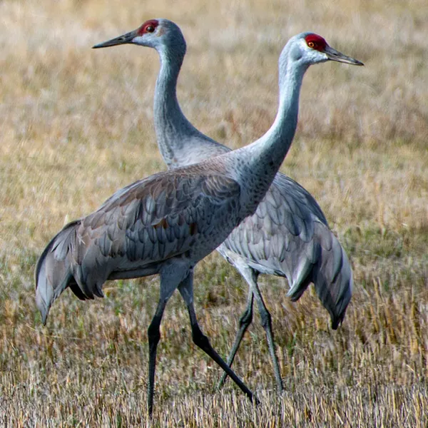 Sandhill Cranes. - GREG BURKE