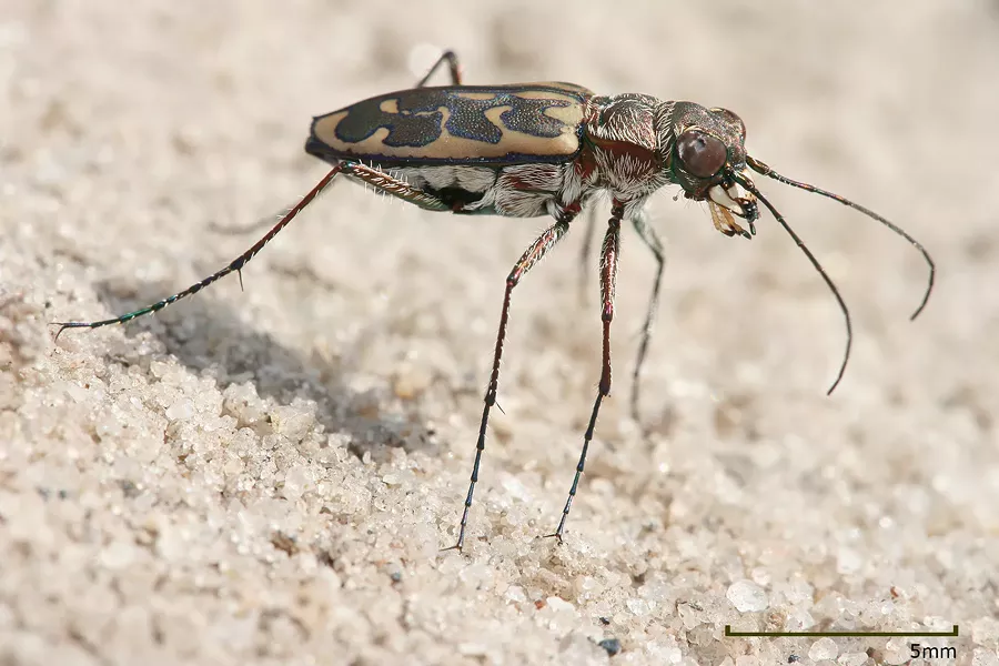 Lophyra sp. Tiger beetle pictured in Kibaha, Tanzania. - MUHAMMAD MAHDI KARIM