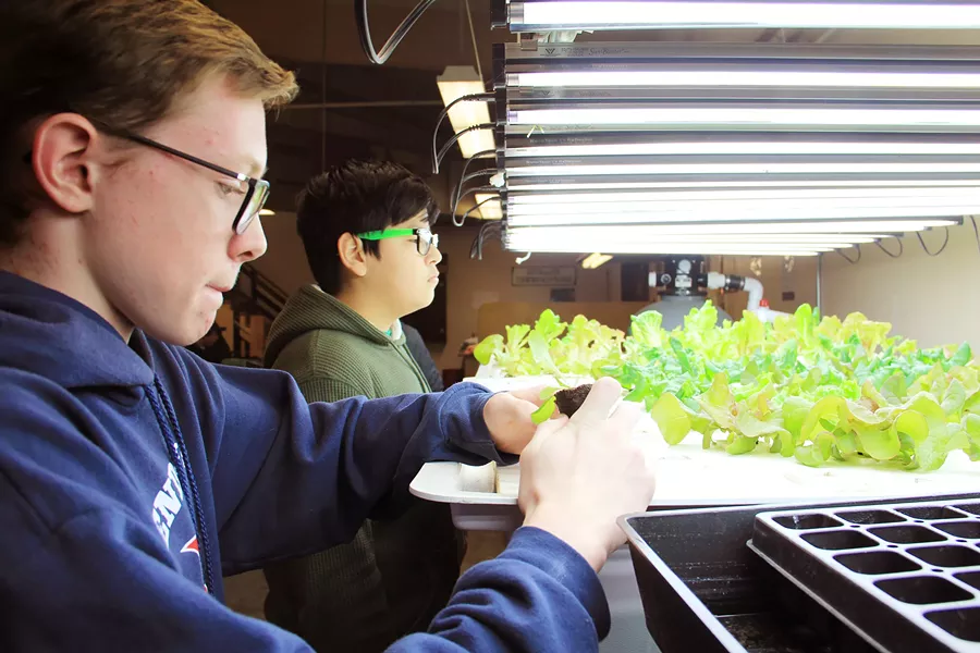 Student Manny assesses the Pilot Butte aquaponics garden as Samuel feeds the juvenile root system of a new plant into a styrofoam hole where the roots can reach nutrients in the water below. - KM COLLINS