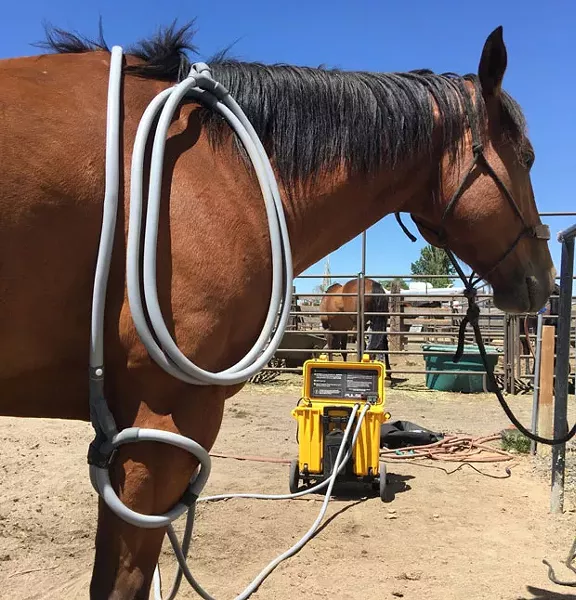 PEMF therapy was first FDA approved for use on horses and can now be used on a variety of animals. - SUBMITTED.
