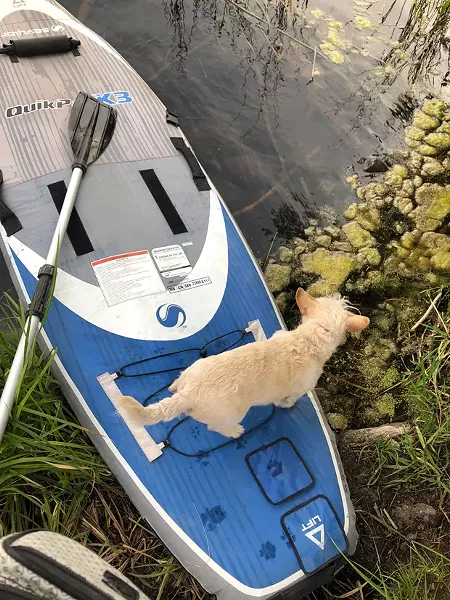 Some less-than-ideal algae at Blue Lagoon didn't stop this paddler from experiencing the spot's aquamarine delights. - NICOLE VULCAN