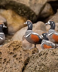 A group of Harlequin male (drake) ducks posing on the rocks on the Oregon Coast.