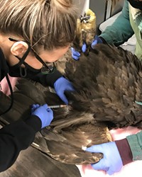 Medical Technician Pauline Baker and assistant from Think Wild inject medicine into a Golden Eagle suffering from ingested lead poisoning.