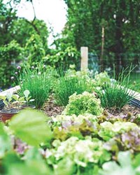 For healthier plants and gardens, avoid toxic pesticides and other harmful chemicals.