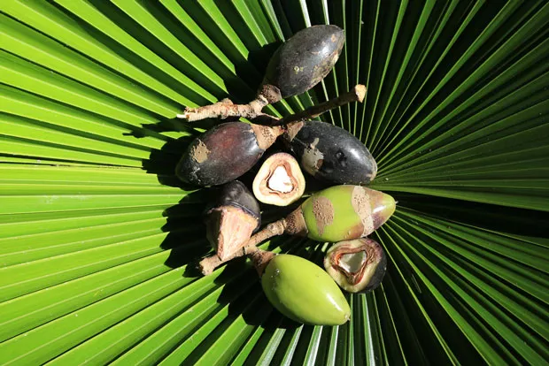 Jason Thomas works the pili nut harvest in the Philippines. - PILI HUNTERS