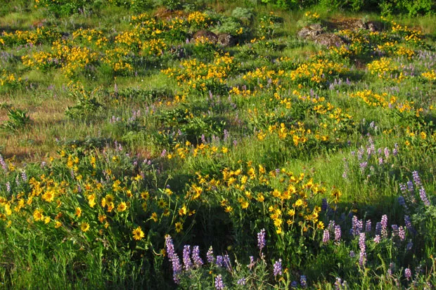The sunrise lights up wildflowers at Rowena Crest in the Columbia River Gorge. - FLICKER.COM/JEFF HOLLETT
