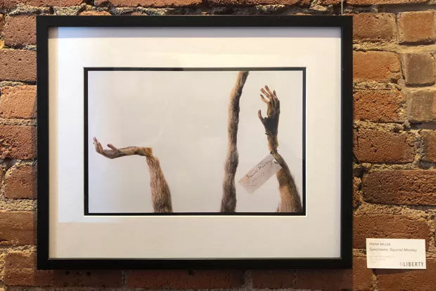 Frank Miller, Specimens: Squirrel Monkey 2013, Archival Electronic Print. - ARTWORK BY FRANK MILLER