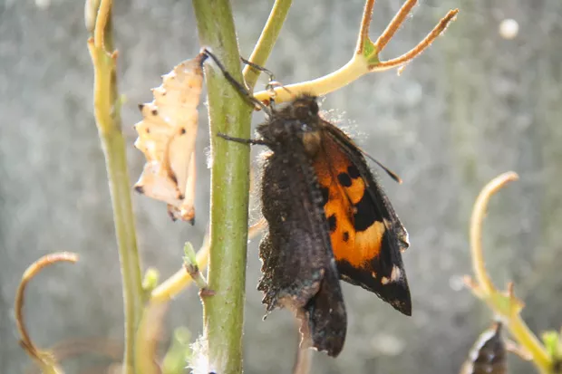 An adult California tortoiseshell. - JIM ANDERSON
