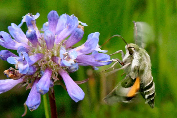 Above, at right, is the Clear-wing hummingbird moth, aka Hawk moth, aka Sphinx moth. - JANELLE ORSILLO