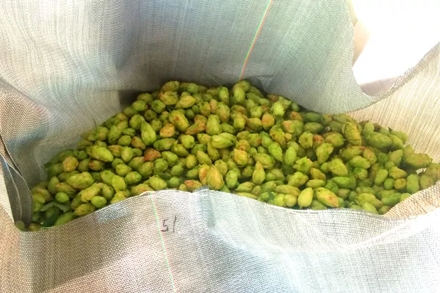Fresh hops at BC Hop Farms in Woodburn, Oregon. - ZACH BECKWITH