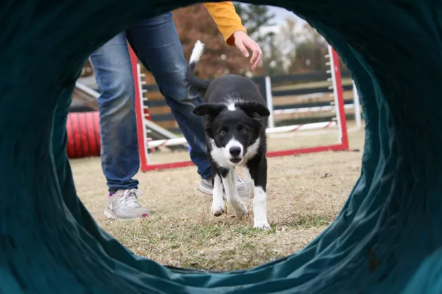 An agility competitor is posed to run the tunnel. - CHRIS MCLEOD