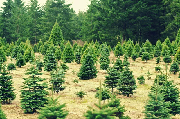 A recession, a sapling shortage and hot summers have led to a statewide shortage of Christmas trees. - PIXABAY
