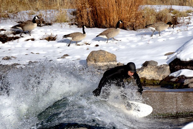 “Just passing through, thanks!" These geese couldn’t care less about the wave-riding going on at Bend’s Whitewater Park Sunday. Cheers to local Charles Blumenthal for sending in this snap. - CHARLES BLUMENTHAL
