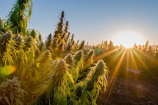 Hemptown USA operates a farm in Eagle Point, Oregon, where it grew 500 acres of CBG plants last year. - COURTESY HEMPTOWN USA