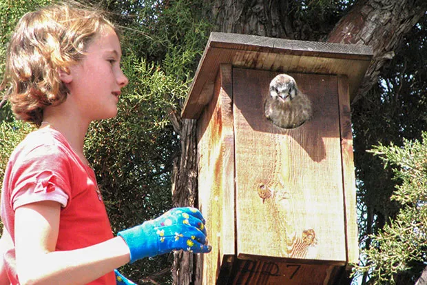 Look out world, here I come! Nestling American kestrel about to fledge right under Ellyana Long's nose. Nesting box by Jim Anderson. - JIM ANDERSON