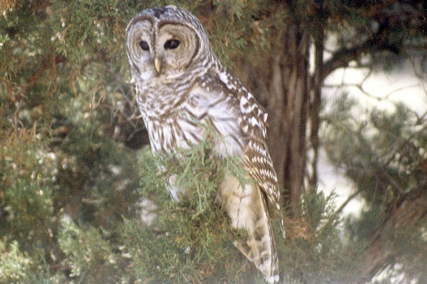 The infamous, alien Barred Owl, and nemesis of the native Northern Spotted Owl (Alfalfa 1985). - JIM ANDERSON