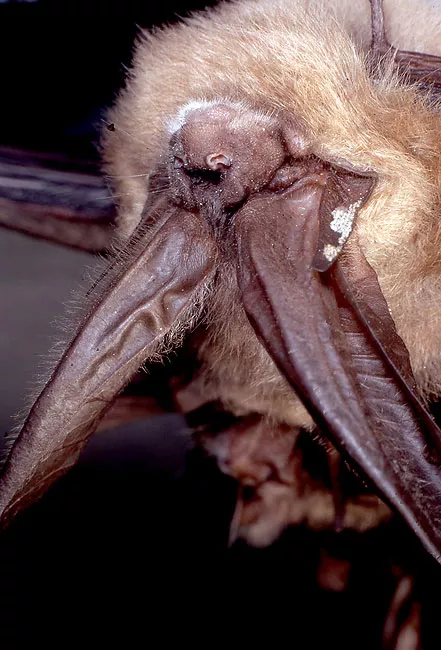 The Townsend's big-eared bat, among several species of bats found in Oregon. - JIM ANDERSON