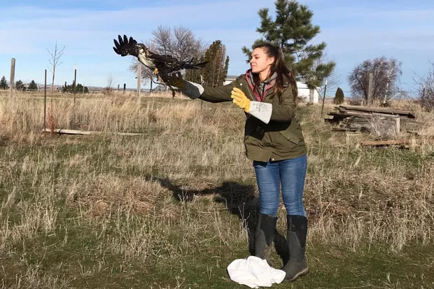 Releasing a previously injured bird. The best feeling in the world. - COURTESY JIM ANDERSON