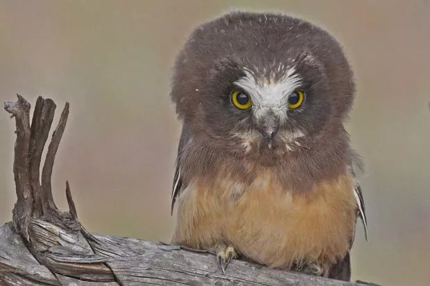 Yep, that's a Northern Saw-whet Owl teenager. - KEN HASHAGAN