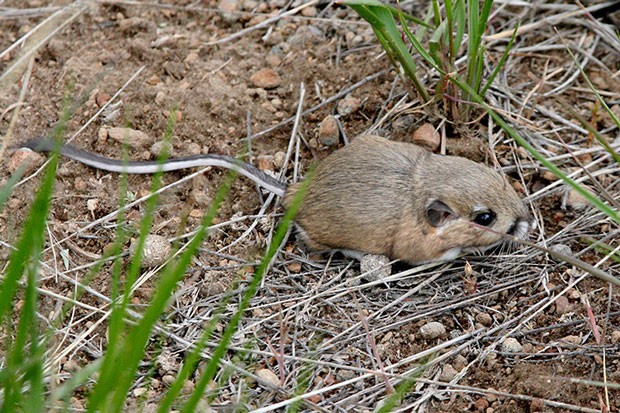 Our resident Kangaroo Rat, which is food-to-go for our feathered friends. - JIM ANDERSON