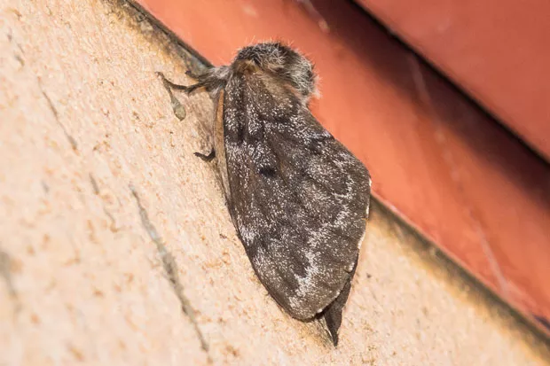 Adult Pandora moth. - SUE ANDERSON