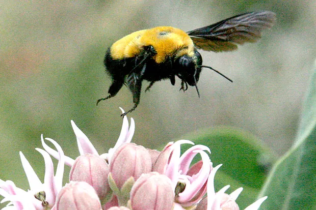 Invasion Of The Giant Bee Snatchers Natural World Bend The Source Weekly Bend Oregon Invasion Of The Giant Bee Snatchers Natural World Bend The Source Weekly Bend Oregon
