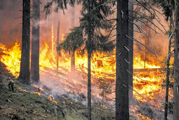 The development of Skyline Forest could spell major timberland destruction. - PIXABAY