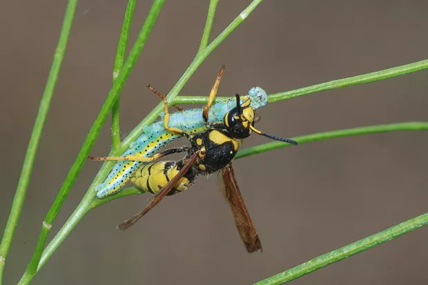 This Becker's White butterfly caterpillar is about to become food for an Oregon Sand Wasp. - SUE ANDERSON