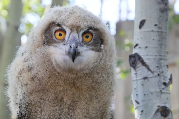 She's big and bold! The new Sunriver Nature Center's ambassador, a female Eurasian Eagle-owl. - COURTESY SUNRIVER NATURE CENTER