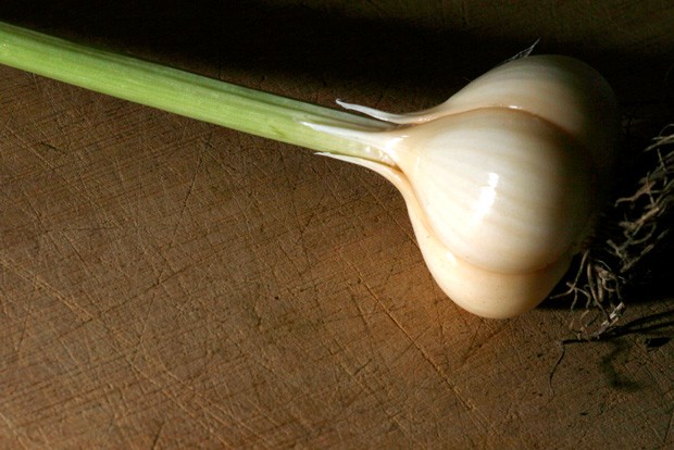 Garlic in the ground now is the next best thing to garlic in your tummy. - ARI LEVAUX
