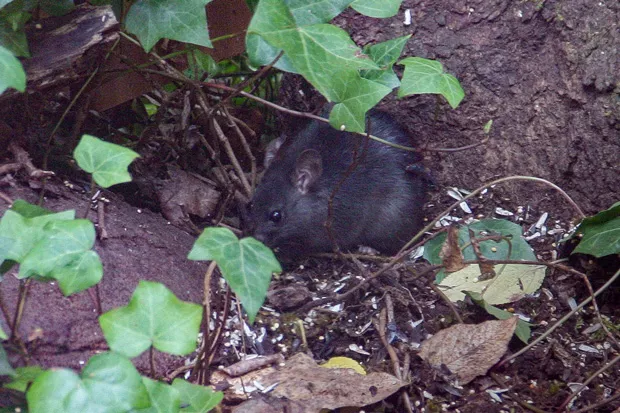 This Norway Rat comes out for fallen birdseed. - JANE ANDERSON