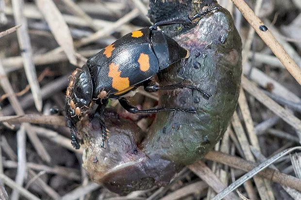 Carrion beetle doing her (or its) thing. - KRIS KRISTOVICH
