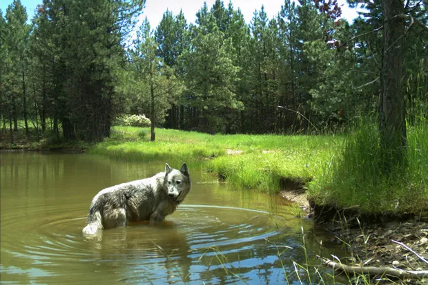 As efforts are underway to erodes their protection, gray wolves had best watch their backs. - COURTESY ODFW
