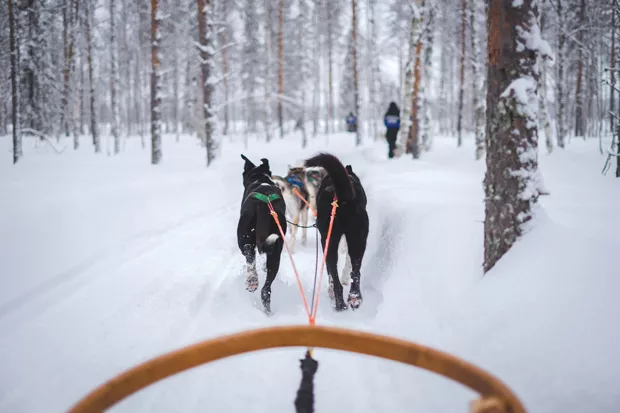 Race around Mt. Bachelor in style with your own sled dog crew. - UNSPLASH