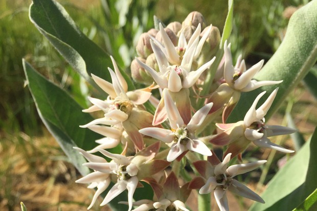 Native showy milkweed in full bloom. - DESCHUTES LAND TRUST