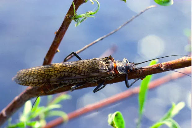 All it wants to do is mate; the salmonfly will not bite or sting. - JERRY FREILICH