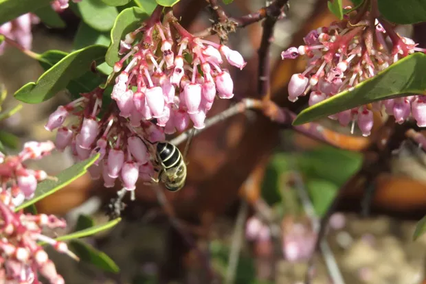 Manzanitas in spring bloom attract bees and other visitors. - MARINA RICHIE