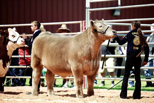 Olivia and her market steer, Phoenyx, show-ring exhibiting at the 2019 Deschutes County Fair. - MAKAYLA KAY-MARIE PHOTOGRAPHY