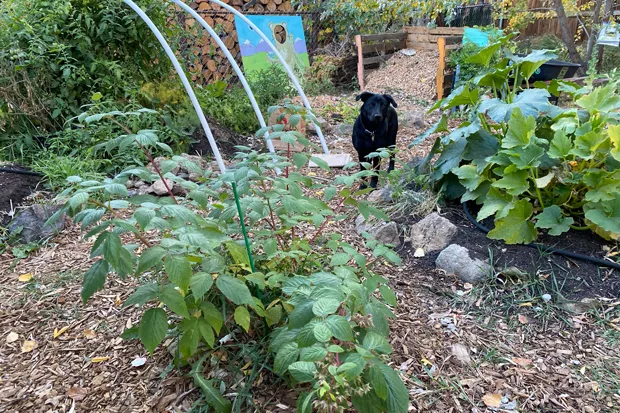 Building a cloche—like one that can go over the frame seen here at left—can help keep sensitive plants, like tomatoes, warmer during Central Oregon's short growing season. - NICOLE VULCAN
