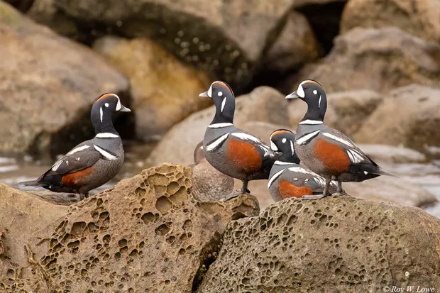 A group of Harlequin male (drake) ducks posing on the rocks on the Oregon Coast. - ROY LOW